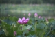 _P0A2947.JP